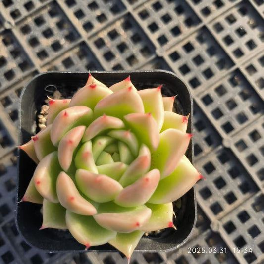HH148 スパイ （6.5cm pot）