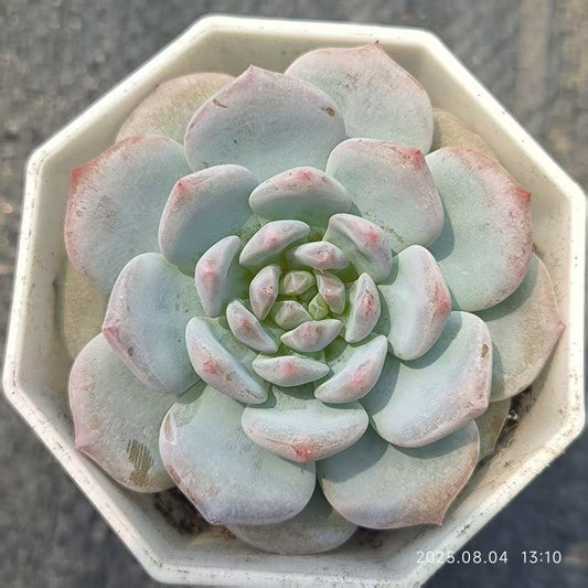 XS1060 スターモンロー（6.5cm pot）