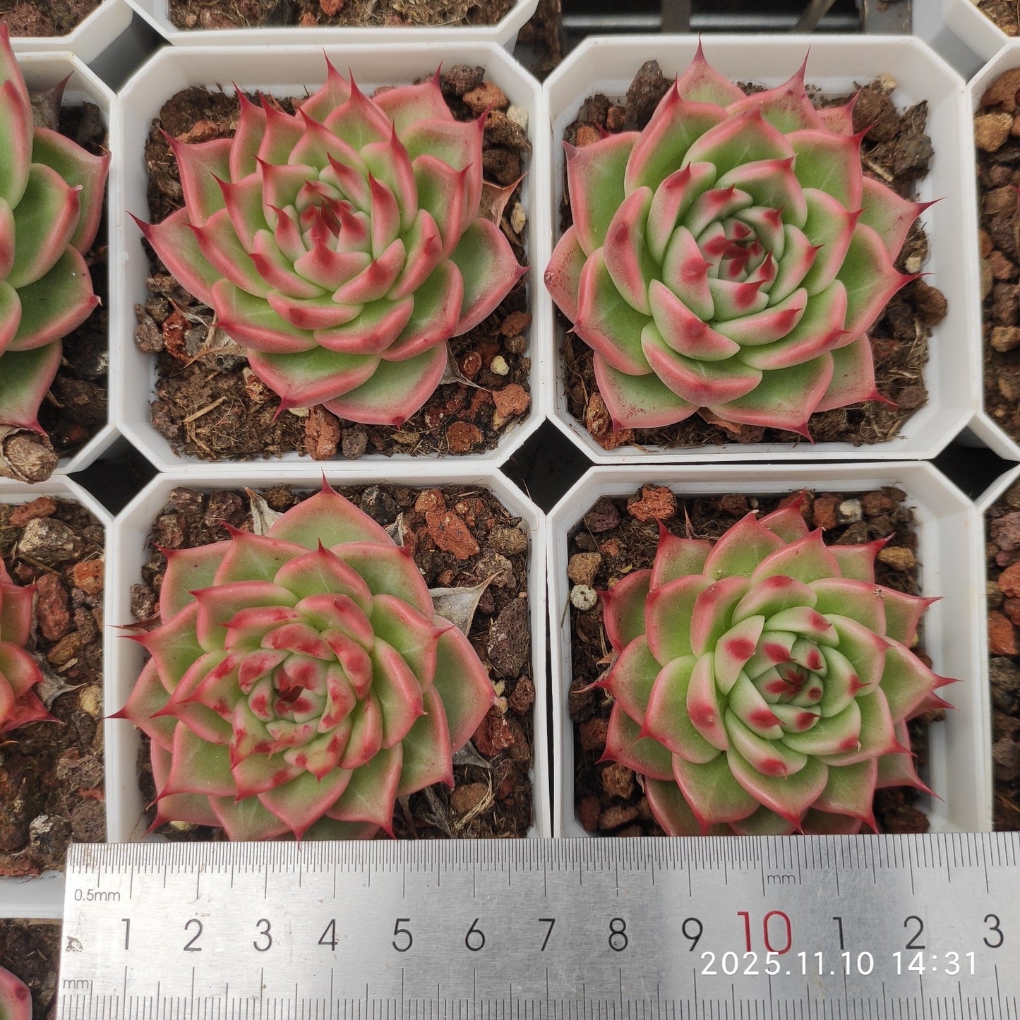 80519 トスカーナ（6.5cm pot）