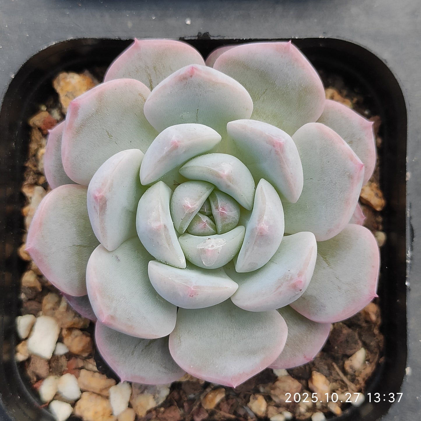 HG112 モンローHyb（7cm pot）