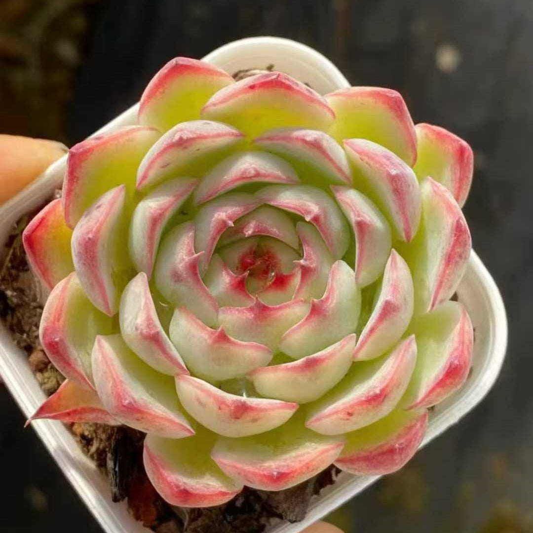 23578 エンチャンティングフェアリー（5.5cm pot）