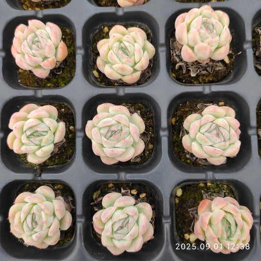 QN780 ベリー(3cm pot)