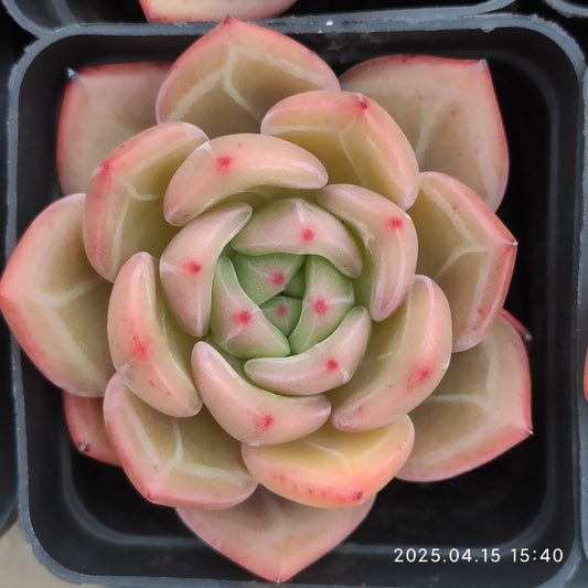 QN827 シャンペン（50cm pot）