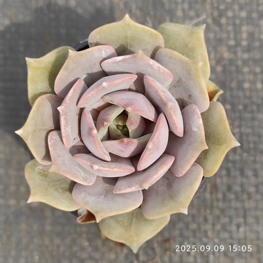 MMT742 ピンクバタフライ （5.5cm pot）