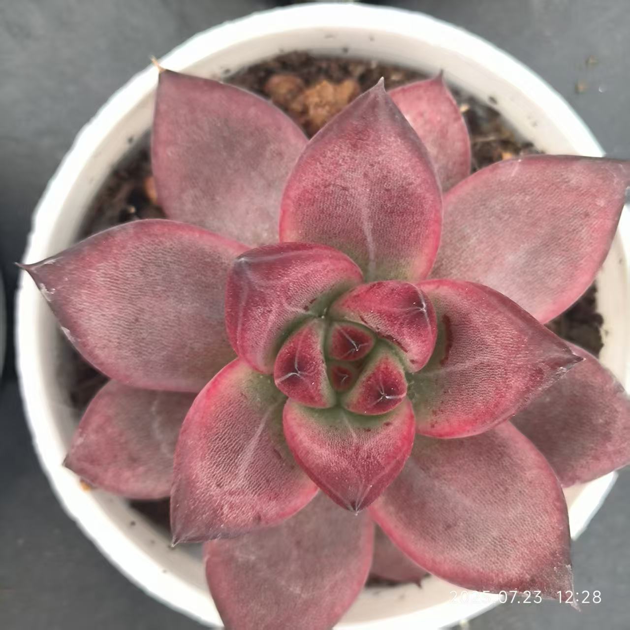 XL110 ロカ（6.5 cm pot）