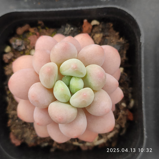 LMM392 ダフネ（6.5 cm pot）