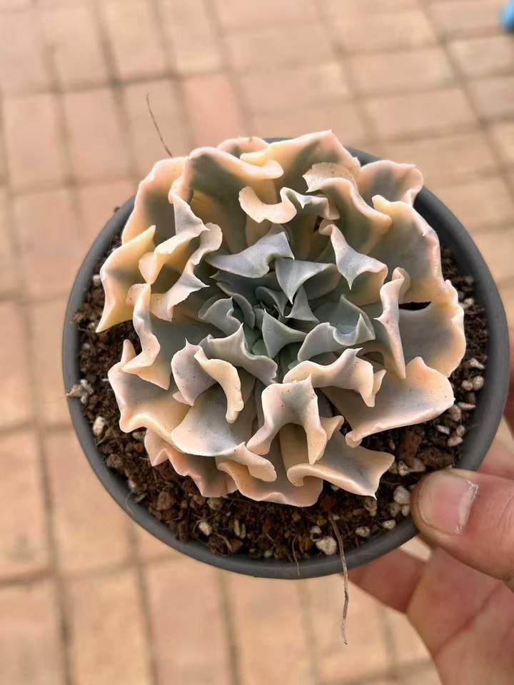 T26450 リベリア錦