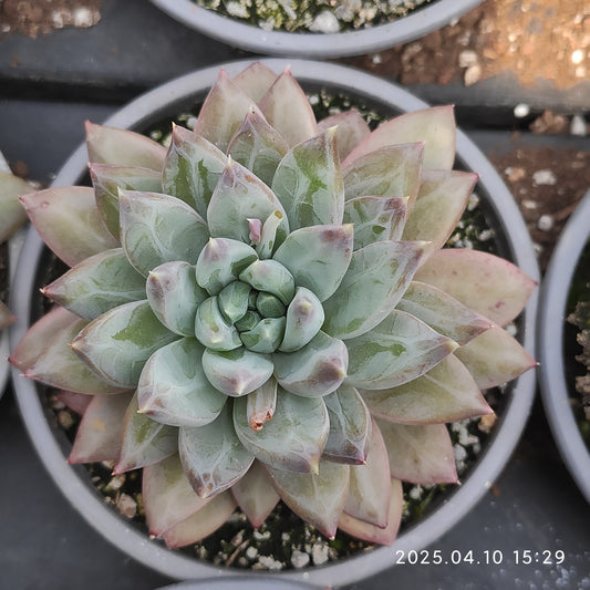 NGN601 ダークモンスター （9cm pot）