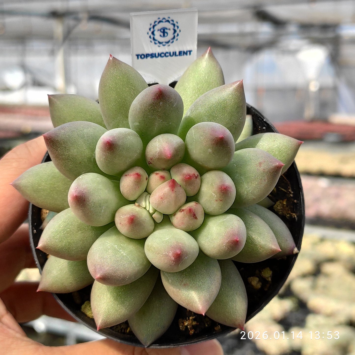 24721 コーンポッピー