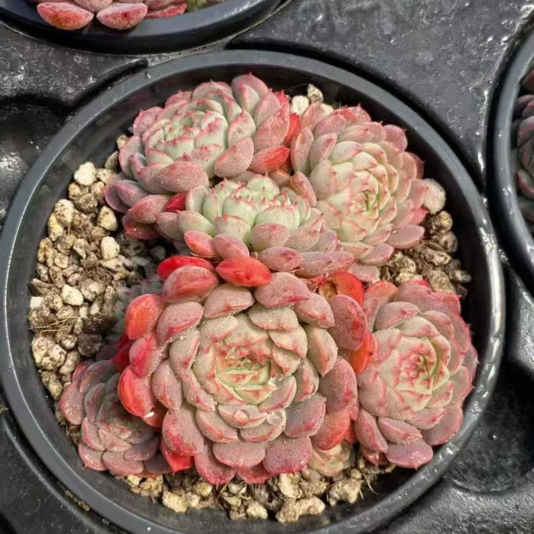 23615 シャルルローズHyb（9cm pot）