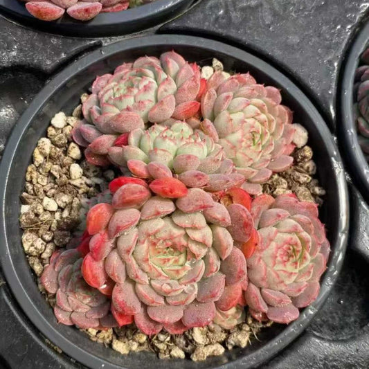 23615 シャルルローズHyb（9cm pot）