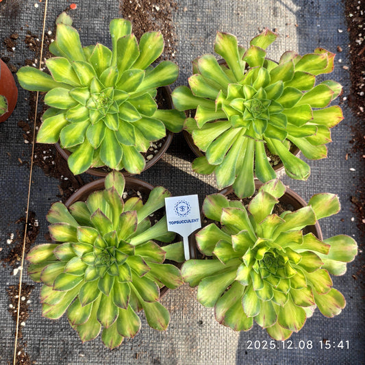 22170 ノー（12cm pot）