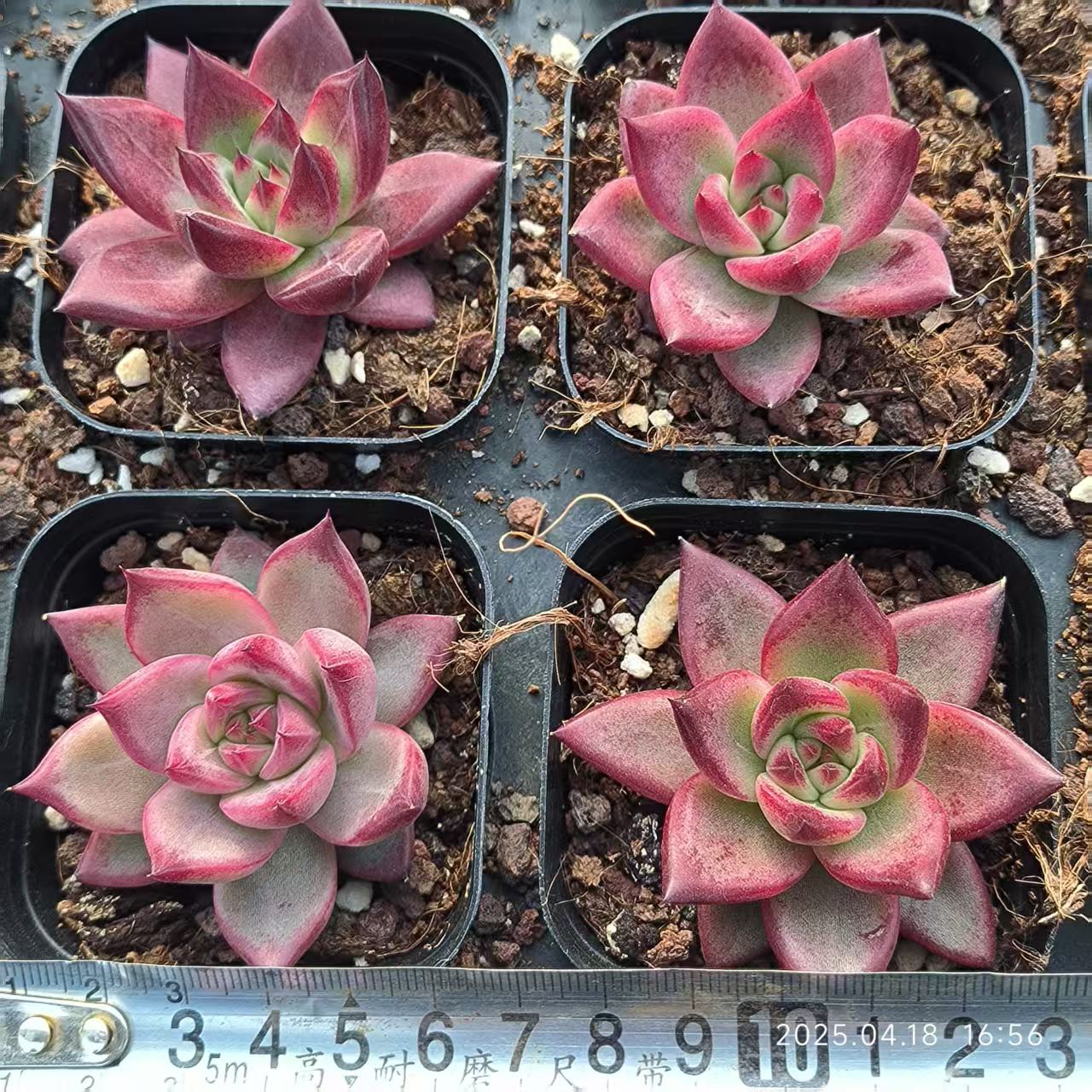 ZYP074 ロカ（6.5cm pot）