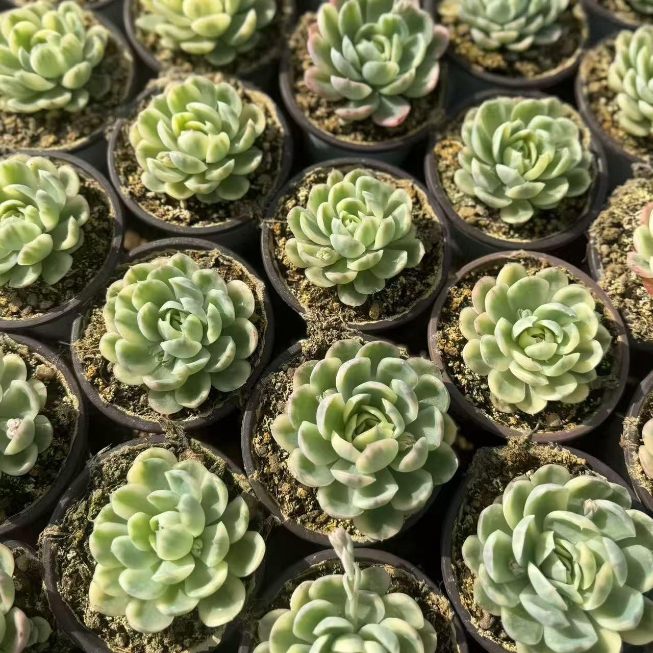 24670 ストロベリー アイス錦