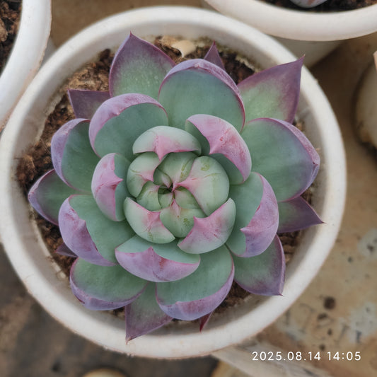 ZX231 カシオ（16cm pot）