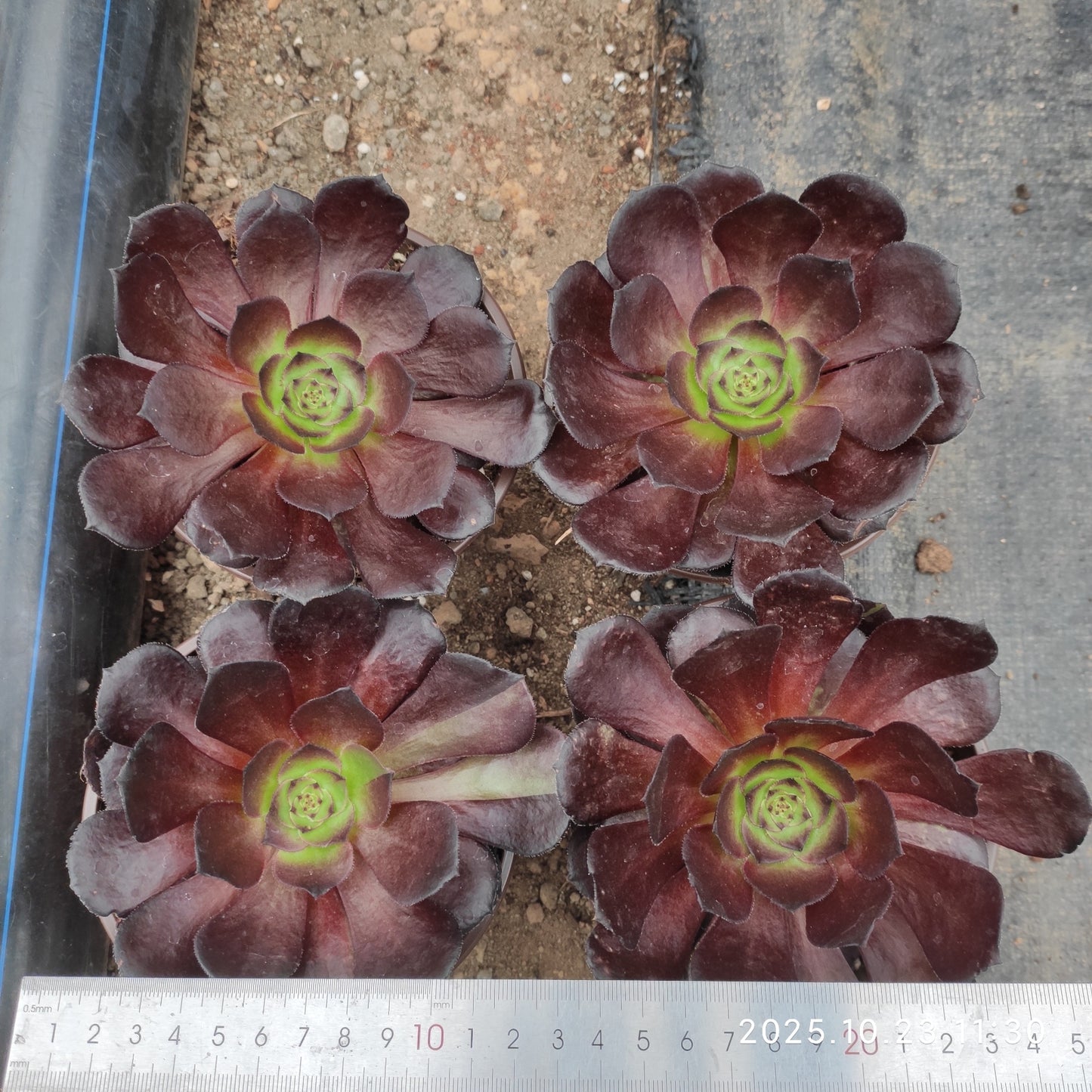 THEH034 ブラック　ビューティー（12cm pot）