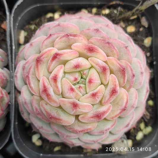 QN721 ホワイトファット(6.5cm pot)