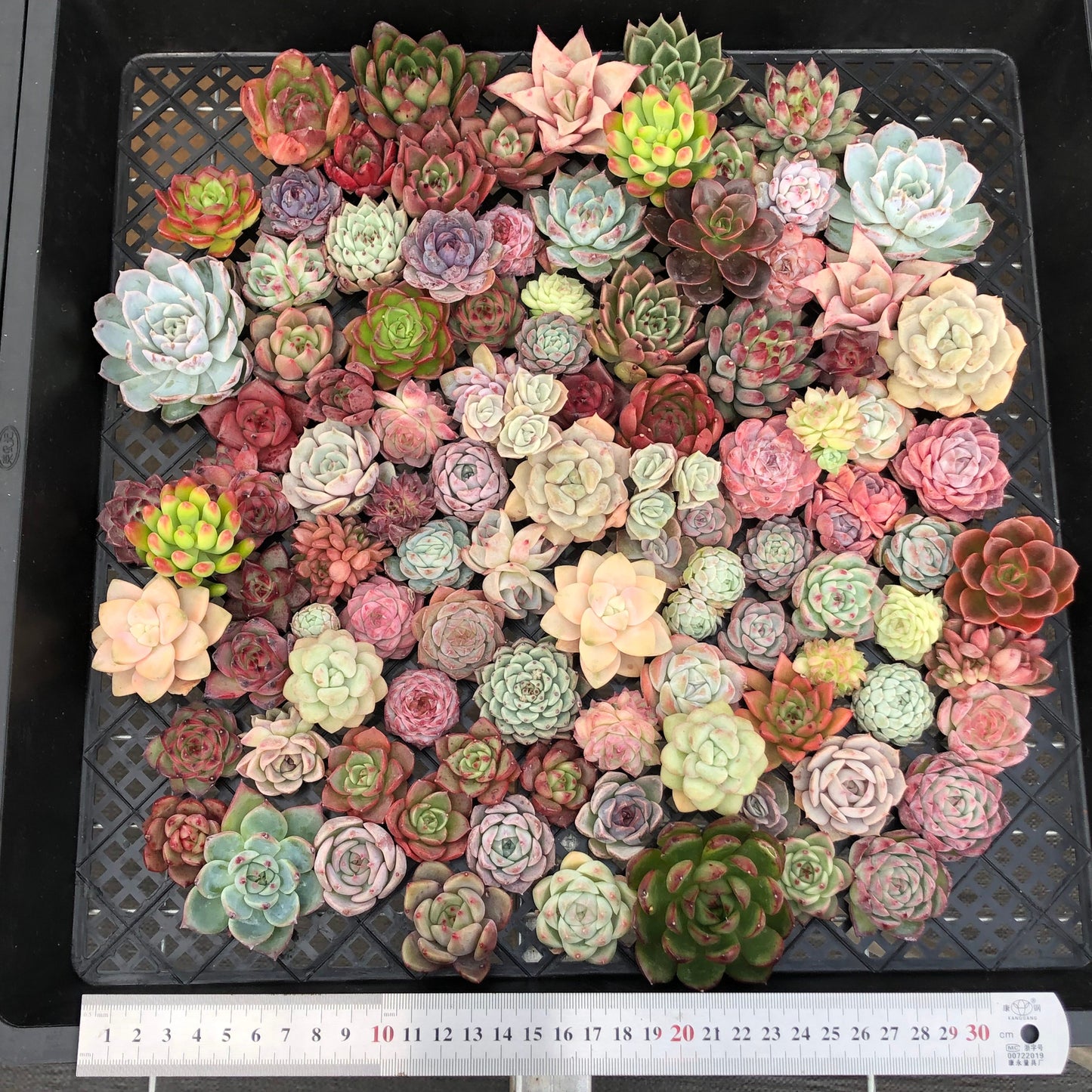 17856 ミックス苗 (穴トレー苗) 08