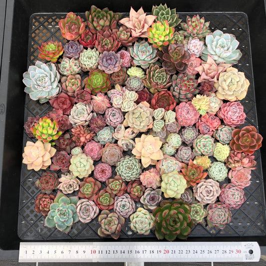 17856 ミックス苗 (穴トレー苗) 08