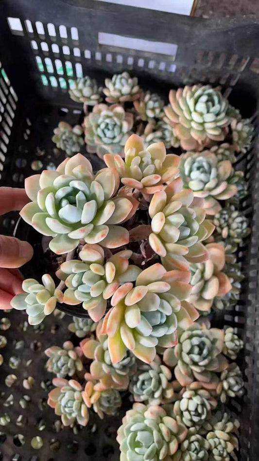 26545 ゴールドブーケ