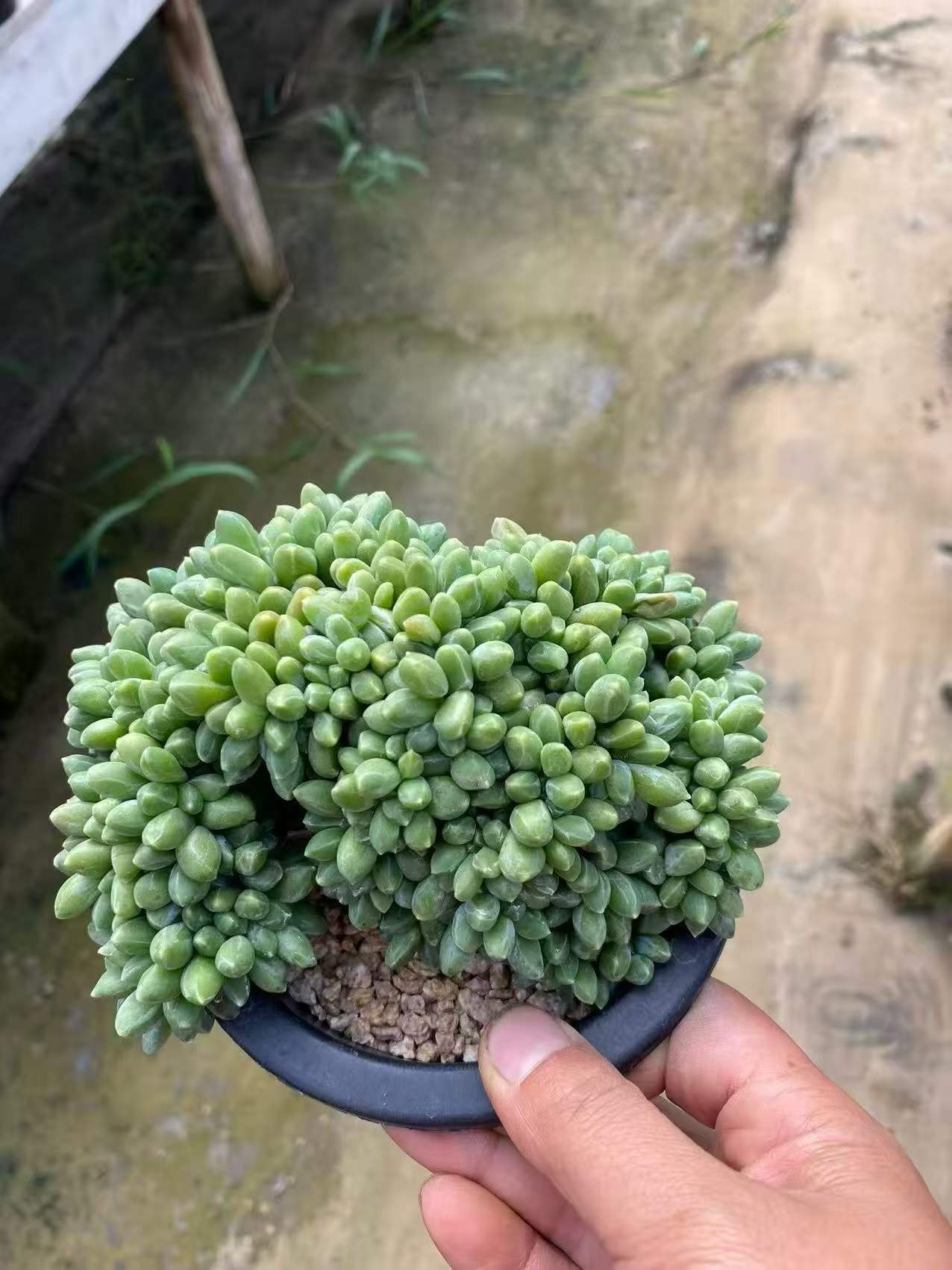112570 コンパクタム綴化