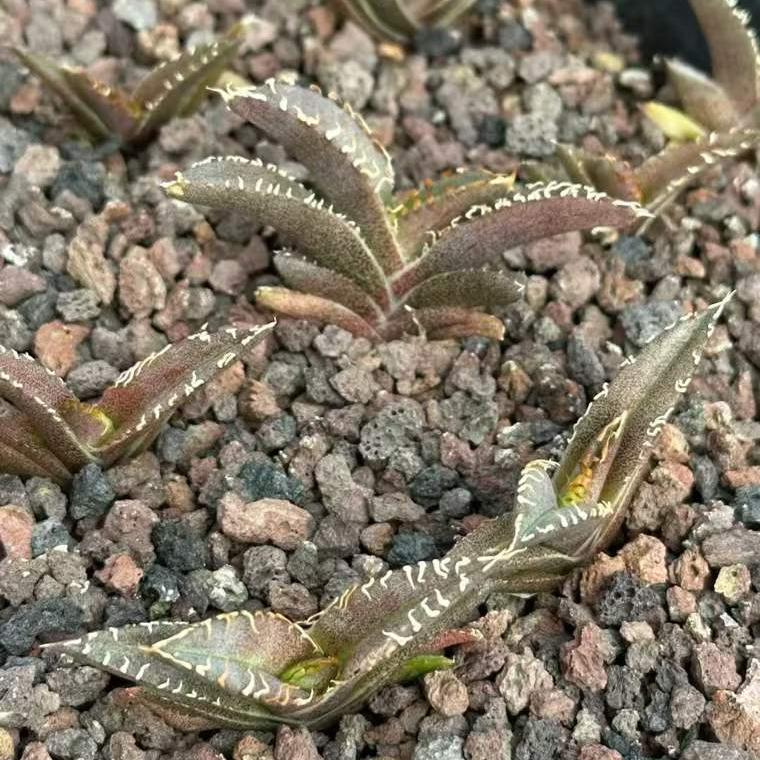 20319 アガベ　チタノタ　金蟾王