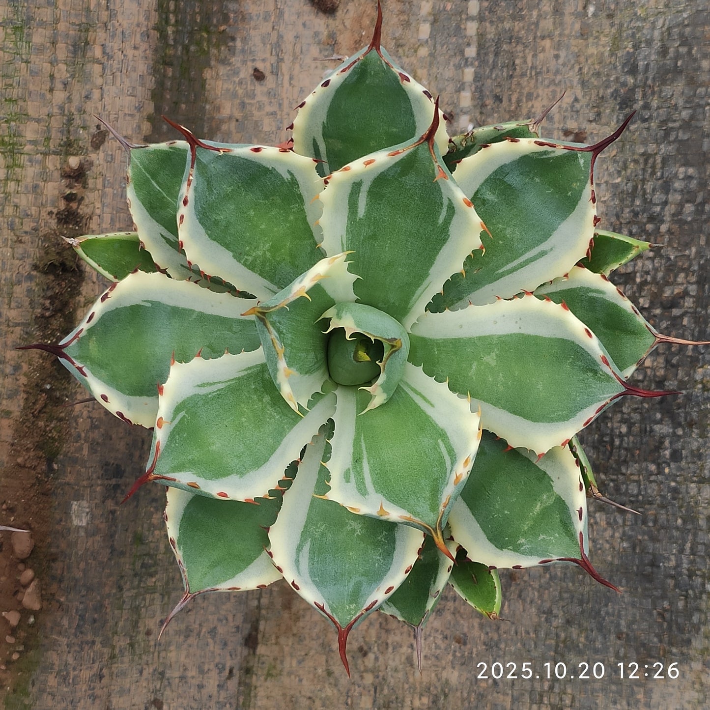 ZXX418 王妃甲蟹覆輪（12cm pot）