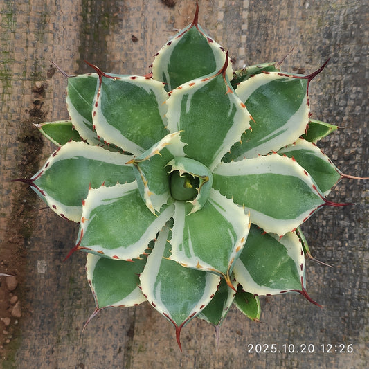 ZXX418 王妃甲蟹覆輪（12cm pot）