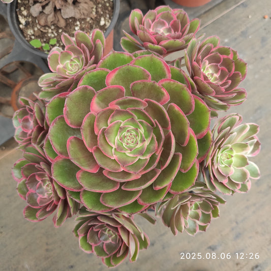THH052 バンクェット（15cm pot）