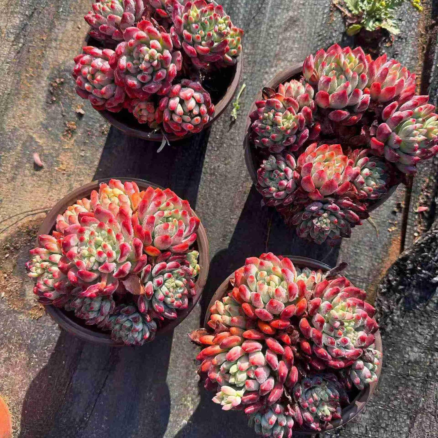 16057 ブルーエルフ