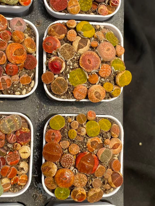 26622 リトープス　ミックス