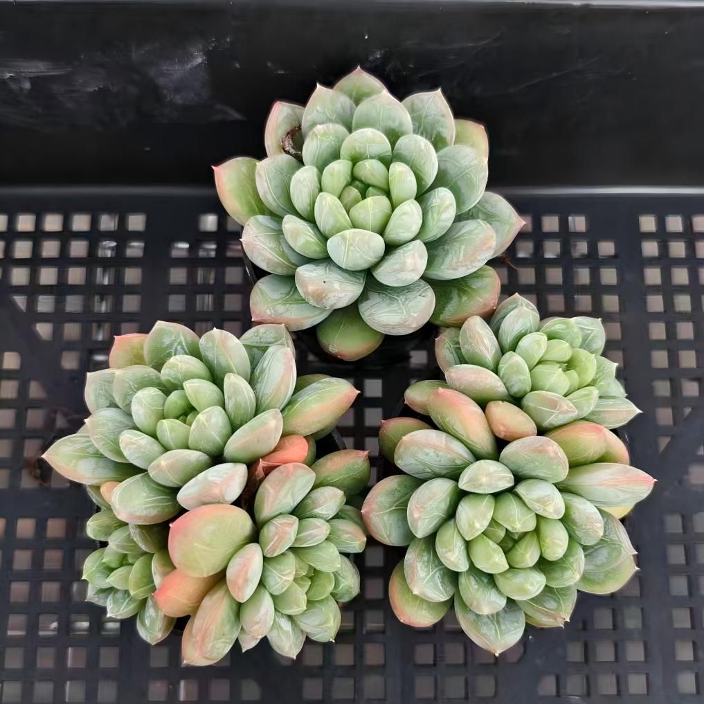 22249 アイスキャン（7cm pot）