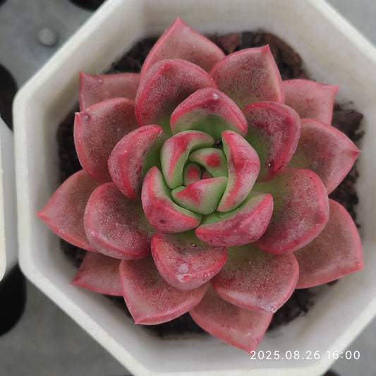 DQ149 シャーロットガーデン（7cm pot）