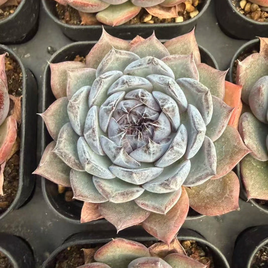QNY128 ブルーラバー（7cm pot）