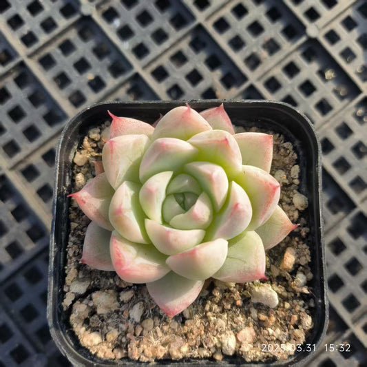HH166 ワンダーランド（6.5cm pot）