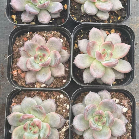 XL075 ピンクオレンジモンロー （5cm pot）