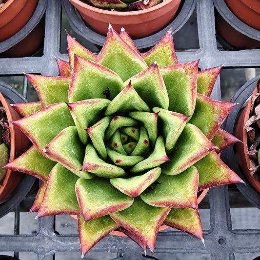 ZXX269 ブロードロメオ(7cm pot)