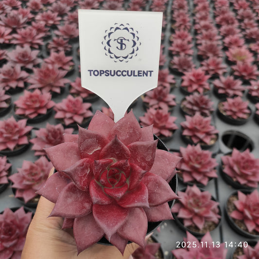 18748 ロビン（11cm pot）