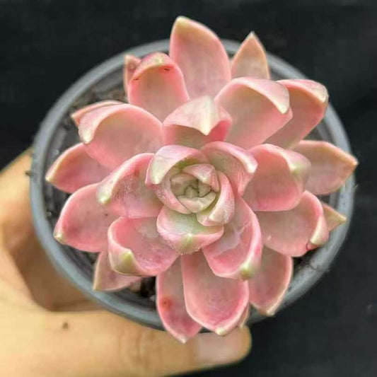 22541  エケベリア　プリン錦（9cm pot）