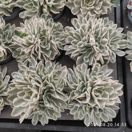 ON647 パープル　バタフライ錦（12cm pot）