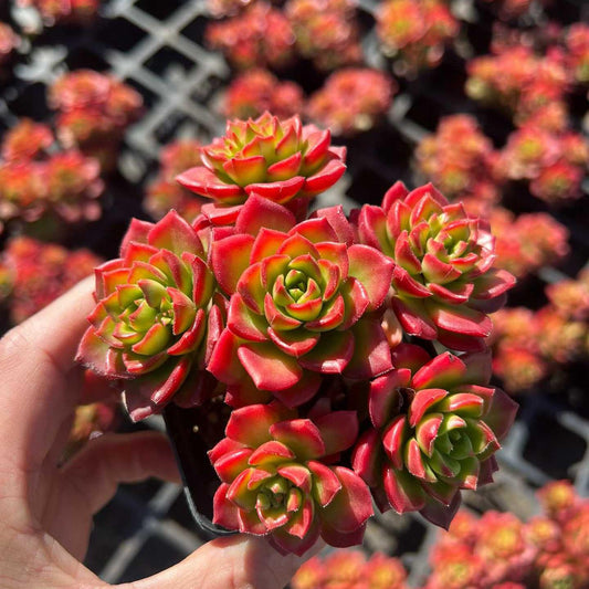 25269 レディジア