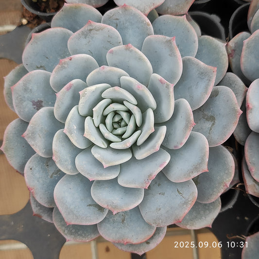 RC140 ワックス　スキン（7cm pot）