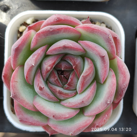 MMY1167 メキシコプリドニス（5.5cm pot）