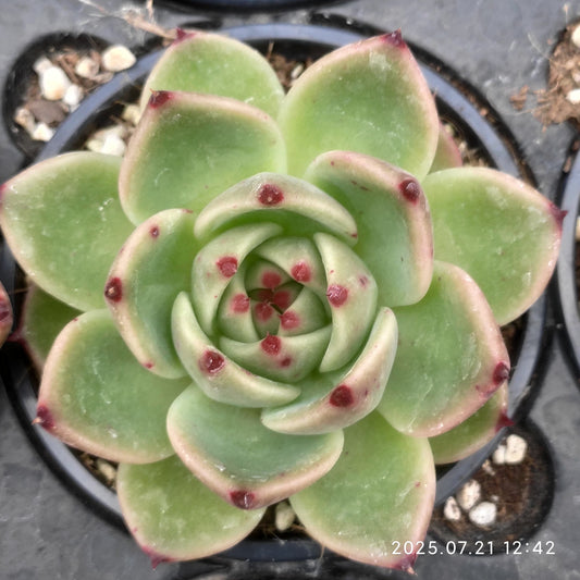 MMY431 ブルードラゴン(9cm pot)