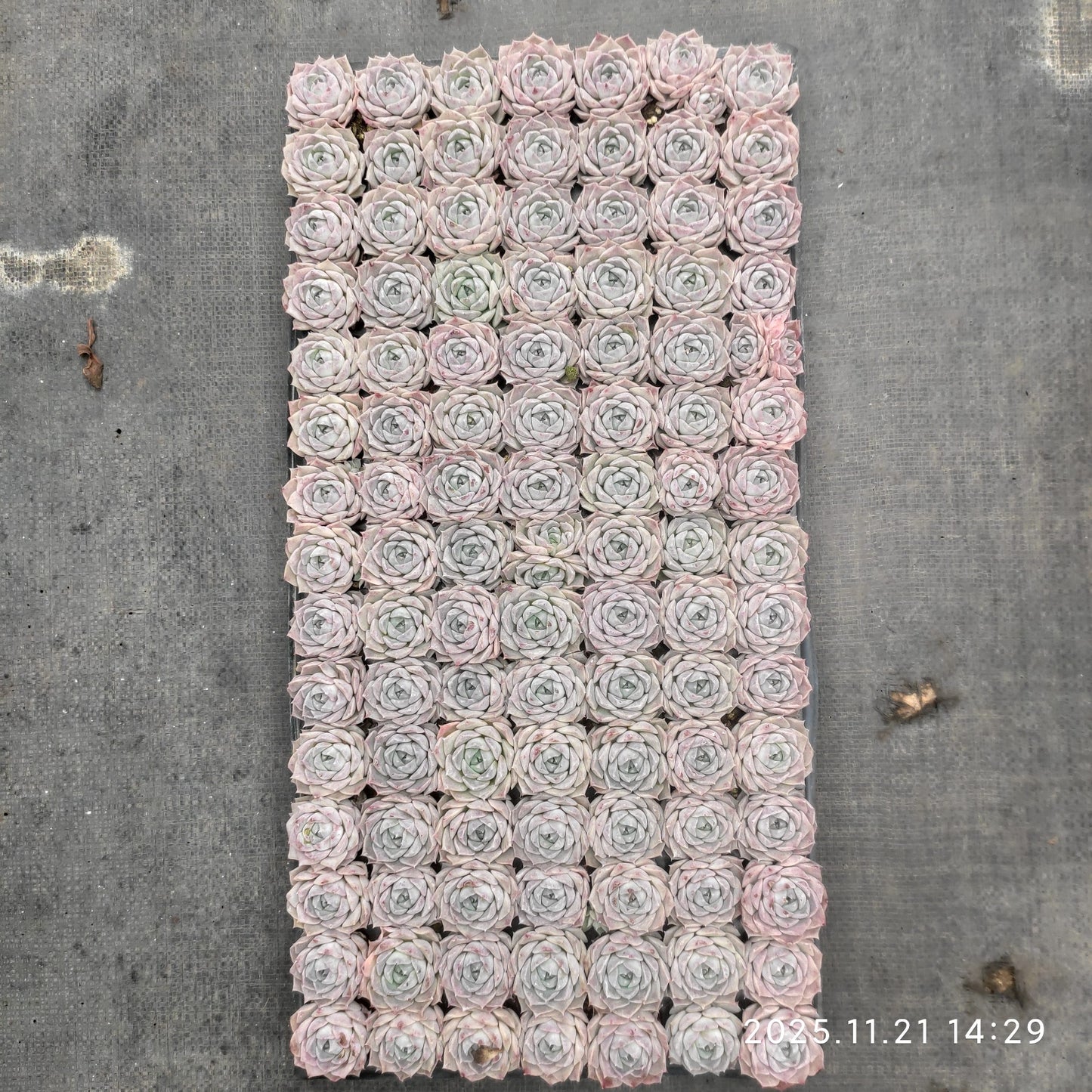 22139  ポセイドン（3cm pot）（ポット苗）