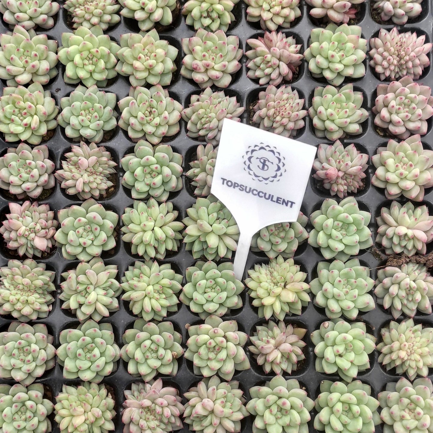 22142  ルージ　バットン（3cm pot）（ポット苗）