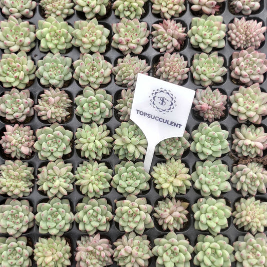 22142  ルージ　バットン（3cm pot）（ポット苗）