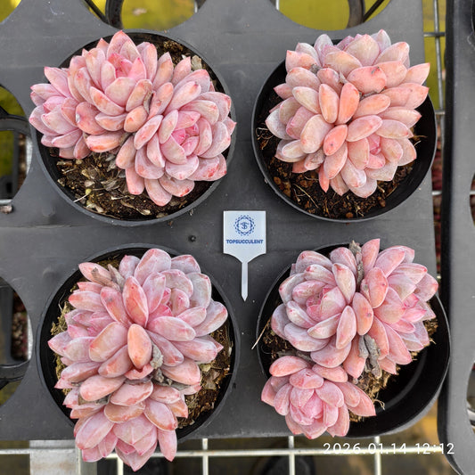 24712 オレンジモンロー