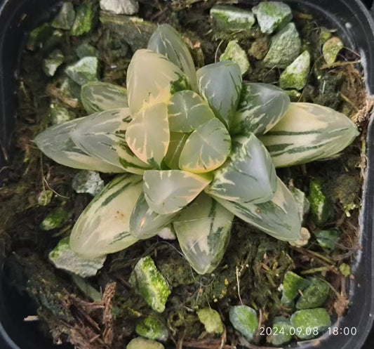 13190 ハオルチア 北極の光