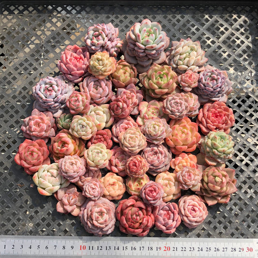 22048 ミックス苗 11